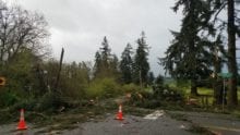 Storm Damage in the Olympia, Yelm, Tumwater Areas