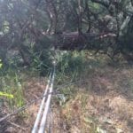 Fallen tree on top of lines