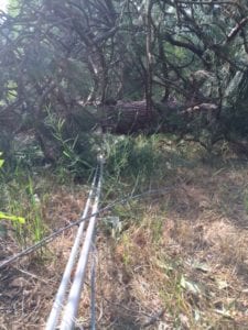 Fallen tree on top of lines