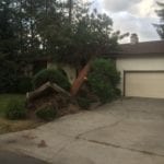 tree on a house