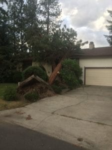 tree on a house