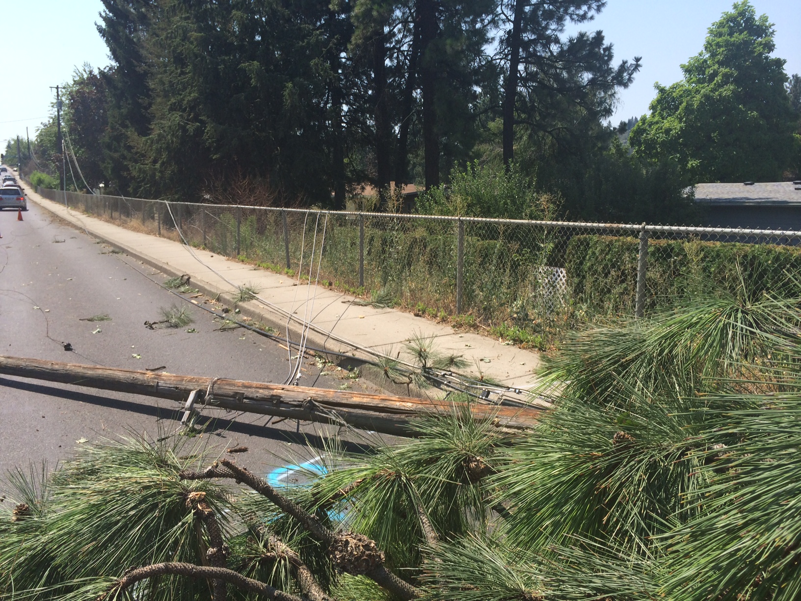 trees and lines down on a street