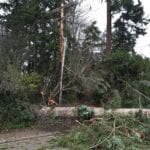 messed up roadway and lines in Olympia with trees everywhere