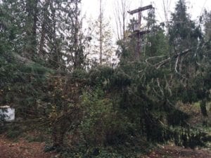 messed up roadway and lines in Olympia with trees everywhere