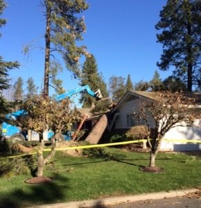 tree on house