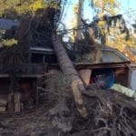 tree on house