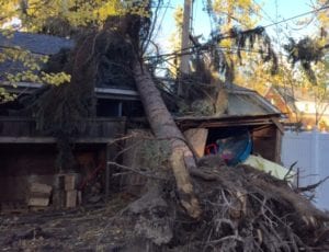 tree on house