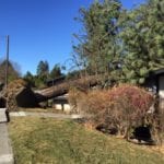 tree on house