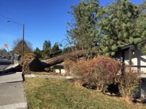 tree on house