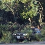 car under tree