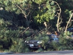 car under tree