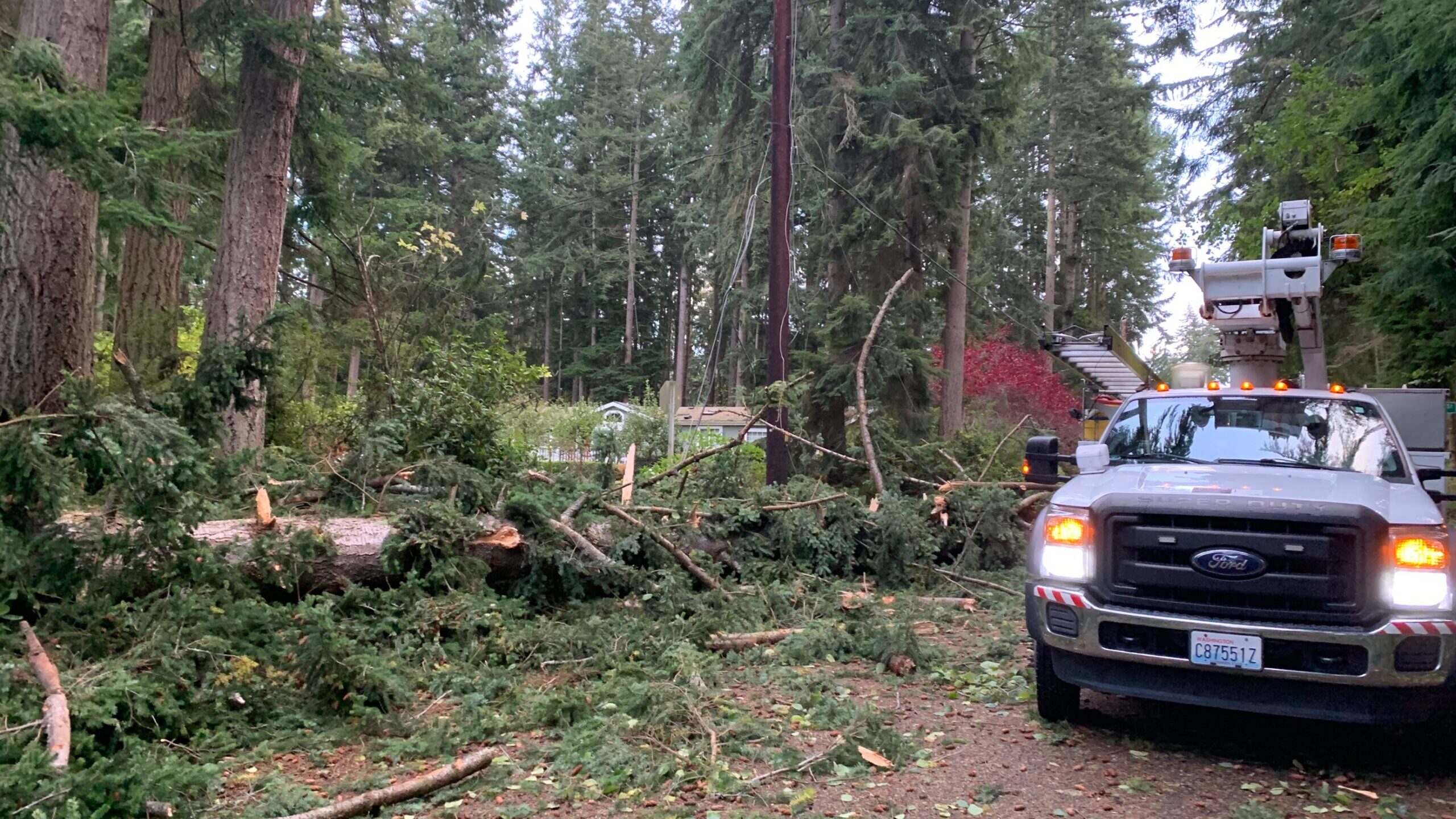 A truck in the woods by downed trees.