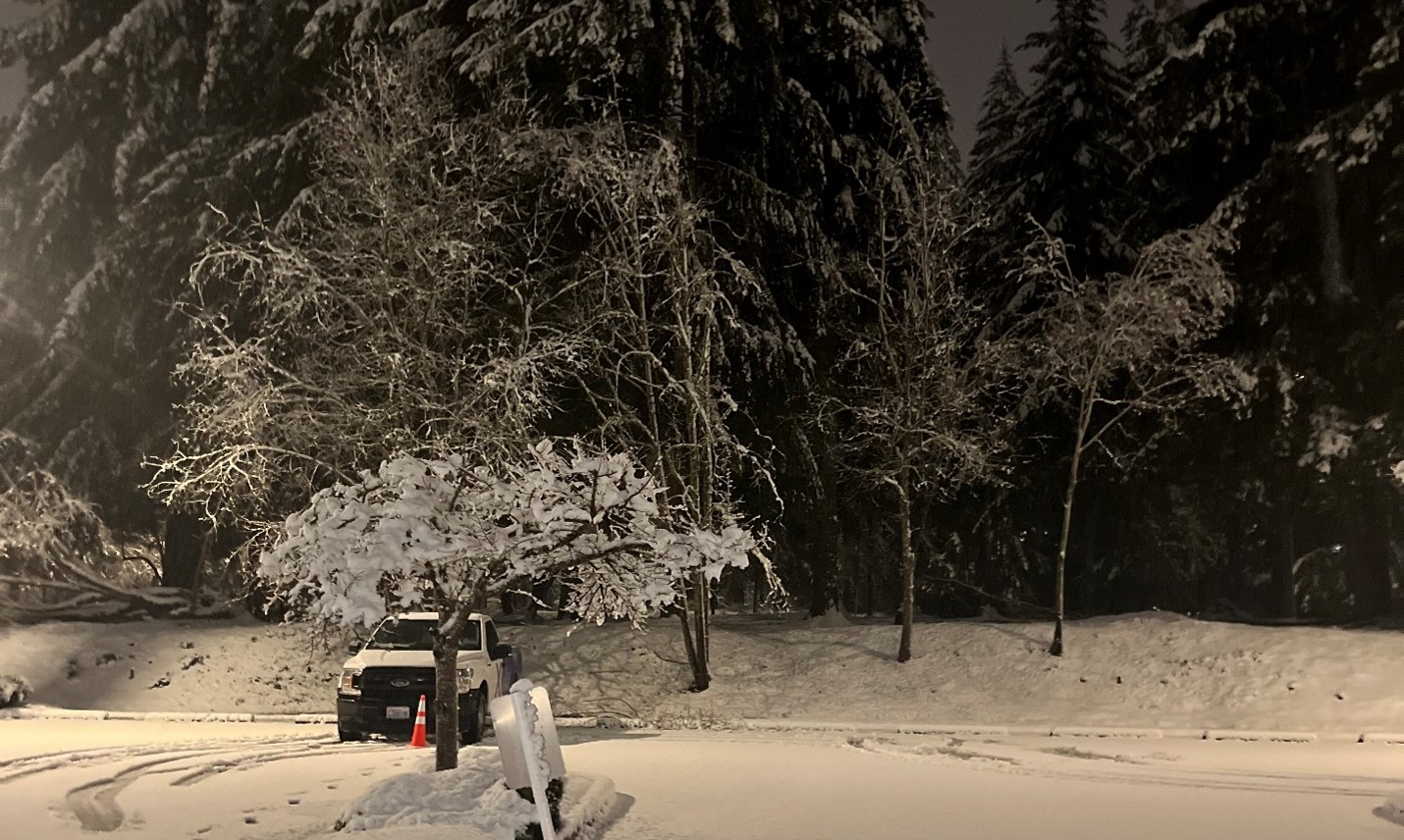 Snow on trees in a parking lot.