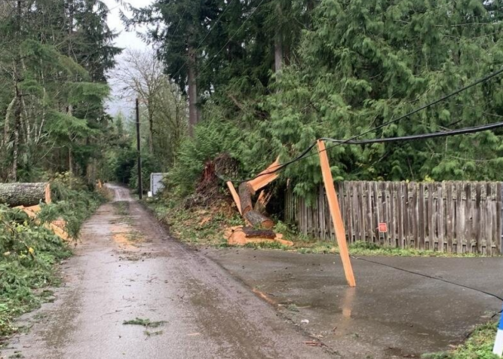 Trees downed on power lines on a road.